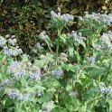 Borago officinalis